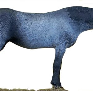 CHEVAL GRIS TÊTE HAUTE PEINT