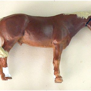 CHEVAL BRUN CLAIR TÊTE HAUTE PEINT