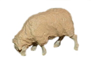 MOUTON en ÉTAIM PAISSANT PEINT, échelle O